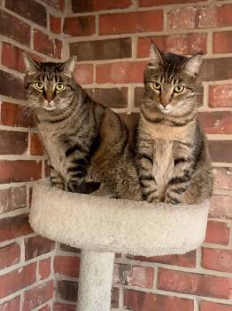 Rescue Tabby Cats for Adoption in Fort Worth, Texas - Peppa And Petey | PetCurious