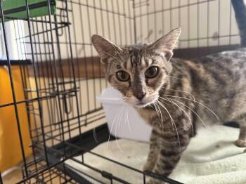 Aosta -  Domestic Short Hair Cat Available for Adoption in Sunrise, Florida - Aosta | PetCurious