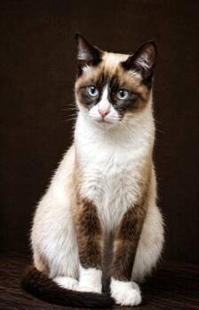 Siamese and Snowshoe Cats Available for Adoption in Oakwood, Georgia - LUNA LOVEGOOD - SNOWSHOW-SIAMESE SWEETIE! | PetCurious