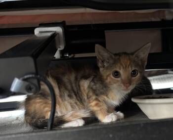 Scarlett -  Domestic Short Hair Cat for Adoption in Sneads Ferry, North Carolina - Scarlett | PetCurious