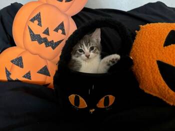 Scooby Baldwin Jo -  Domestic Short Hair Cat for Adoption in West Peoria, Illinois - Scooby Baldwin Jo | PetCurious
