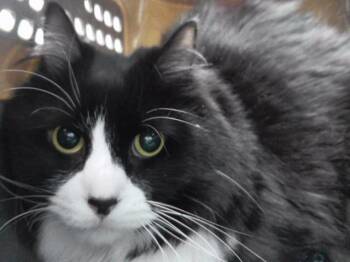 VINNY -  Domestic Medium Hair and Domestic Short Hair Cat for Adoption in Omaha, Nebraska - VINNY | PetCurious