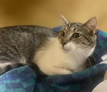 Irina -  Domestic Short Hair Cat for Adoption in Pearland, Texas - Irina | PetCurious