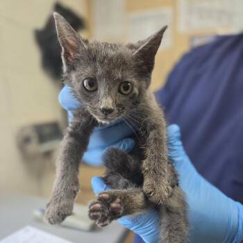 Camel -  Domestic Short Hair Cat for Adoption in Windsor, Virginia - Camel | PetCurious