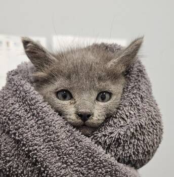 Cuttle -  Domestic Long Hair Cat for Adoption in Bloomington, Indiana - Cuttle | PetCurious