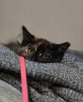 Domestic Medium Hair and Domestic Short Hair Cats Available for Adoption in North Charleston, South Carolina - 91944a Virginia - Barn Cat | PetCurious