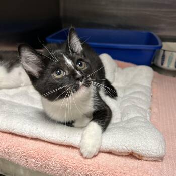 Rescue Tuxedo Cats for Adoption in La Grange Park, Illinois - Flaming Katy 1 Of 2 | PetCurious