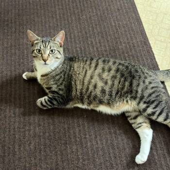 Hobbes (bonded with Ollie) -  Domestic Short Hair Cat for Adoption in Stoughton, Wisconsin - Hobbes (bonded With Ollie) | PetCurious