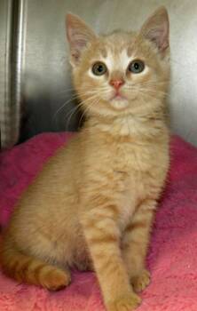 Hilda -  Domestic Short Hair Cat for Adoption in Lexington, Virginia - Hilda | PetCurious