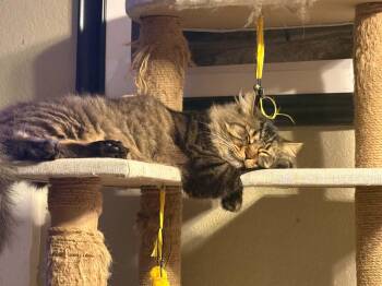 Bubba -  Domestic Long Hair Cat for Adoption in Rio Linda, California - Bubba | PetCurious