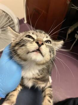 A760568 -  Domestic Short Hair Cat for Adoption in Long Beach, California - A760568 | PetCurious