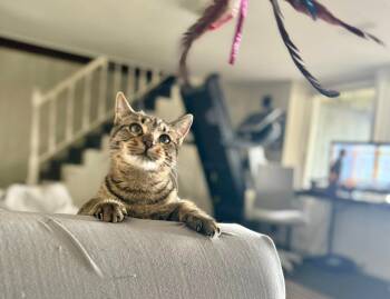 Rescue Domestic Short Hair Cats for Adoption in Libertyville, Illinois - White Dove | PetCurious