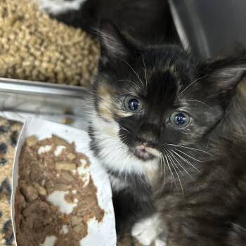 Top 26-0389 -  Domestic Short Hair Cat for Adoption in Yanceyville, North Carolina - Top 26-0389 | PetCurious
