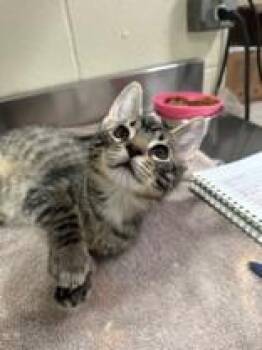 Cardinal -  Domestic Short Hair Cat for Adoption in Manitowoc, Wisconsin - Cardinal | PetCurious