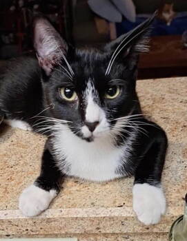 Rescue Domestic Short Hair Cats for Adoption in Tampa, Florida - Basil | PetCurious