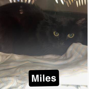 Miles -  Domestic Long Hair Cat for Adoption - Miles | PetCurious