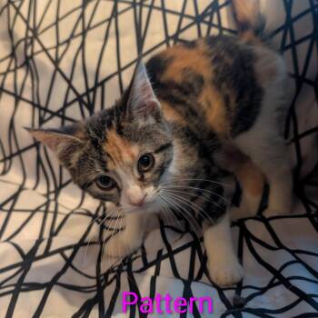 Pattern -  Domestic Short Hair Cat for Adoption in Carmel, Indiana - Pattern | PetCurious
