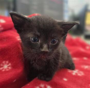Domestic Short Hair Cats Available for Adoption in Dallas, Texas - ALFRED | PetCurious