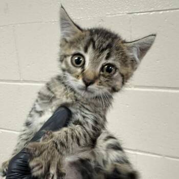 Cog -  Domestic Short Hair Cat for Adoption in Reno, Nevada - Cog | PetCurious
