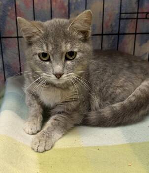 Tabby and Domestic Short Hair Cats Available for Adoption in Marietta, Ohio - Guac | PetCurious