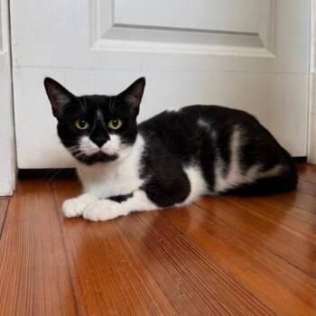 Stache -  Domestic Short Hair Cat for Adoption in Gibsonia, Pennsylvania - Stache | PetCurious