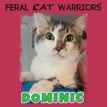 Domestic Medium Hair Cats Available for Adoption - Dominic | PetCurious