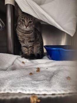 Méguy -  Domestic Short Hair Cat for Adoption in Montreal, Quebec - Méguy | PetCurious