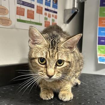 Milky -  Domestic Medium Hair and Domestic Short Hair Cat for Adoption in League City, Texas - Milky | PetCurious