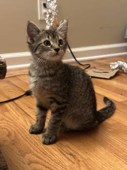 Rescue Domestic Short Hair Cats for Adoption in Naugatuck, Connecticut - Audi | PetCurious