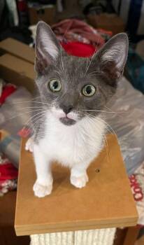 Domestic Short Hair Cats Available for Adoption in St. Cloud, Florida - Milkshake | PetCurious