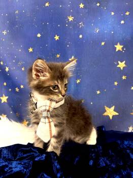 Sneakers -  Domestic Medium Hair and Tabby Cat for Adoption in Houston, Texas - Sneakers | PetCurious