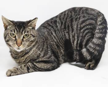 Tabby and Bengal Cats Available for Adoption in Bedford Hills, New York - Daryl Is A Gentle Darling!  So Sweet Handsome And Cuddly! | PetCurious