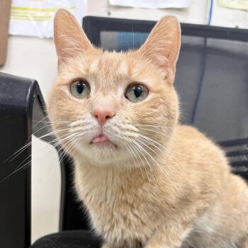 Easten -  Domestic Short Hair Cat for Adoption in Grayslake, Illinois - Easten | PetCurious