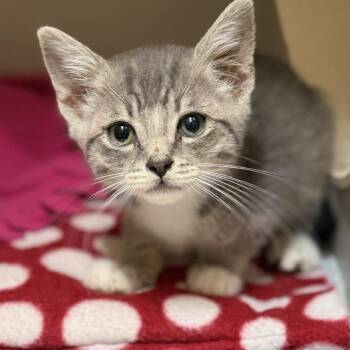 Apollo -  Domestic Short Hair Cat Available for Adoption in Fresno, California - Apollo | PetCurious