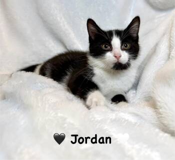 Jordan -  Domestic Short Hair Cat for Adoption in Copley, Ohio - Jordan | PetCurious