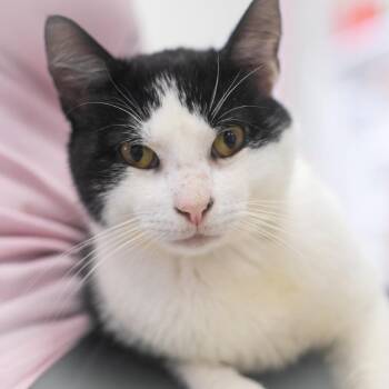 Domestic Short Hair Cats Available for Adoption in St. Augustine, Florida - Ollie | PetCurious