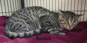 Bennie -  Domestic Short Hair Cat for Adoption in Cedar Rapids, Iowa - Bennie | PetCurious