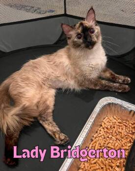 Lady Bridgerton -  Domestic Short Hair Cat for Adoption in Rome, Georgia - Lady Bridgerton | PetCurious