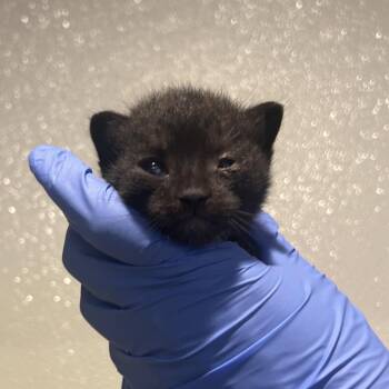 Bart* -  Domestic Short Hair Cat for Adoption in San Gabriel, California - Bart* | PetCurious