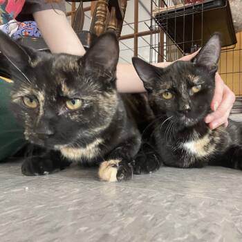 Rescue Tortoiseshell Cats for Adoption in Madison Heights, Michigan - Cleo And Freya | PetCurious