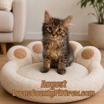 August -  Domestic Long Hair and Tabby Cat for Adoption in Toledo, Ohio - August | PetCurious