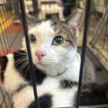 Boo -  Domestic Short Hair Cat for Adoption in Philadelphia, Pennsylvania - Boo | PetCurious