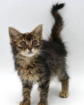 Tumbleweed -  Maine Coon Cat for Adoption in Mobile, Alabama - Tumbleweed | PetCurious