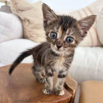 Love Me Not 10 -  Domestic Short Hair Cat for Adoption in Austin, Texas - Love Me Not 10 | PetCurious