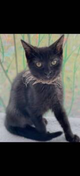 Doc Zodiak -  Domestic Short Hair Cat for Adoption in Missoula, Montana - Doc Zodiak | PetCurious