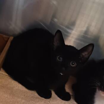 Reece -  Domestic Short Hair Cat for Adoption in Nashville, Tennessee - Reece | PetCurious