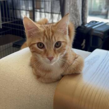 Cheeto -  Domestic Short Hair Cat for Adoption in Sunnyvale, California - Cheeto | PetCurious