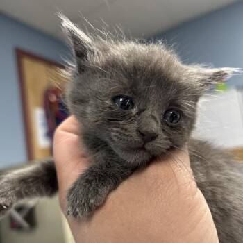 Domestic Short Hair Cats Available for Adoption in Saint Joseph, Missouri - Lisa | PetCurious