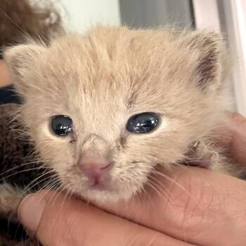 Pip -  Domestic Short Hair Cat for Adoption in Long Beach, California - Pip | PetCurious