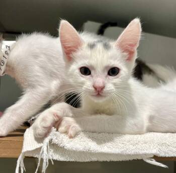 FINN -  Domestic Short Hair Cat for Adoption in San Francisco, California - FINN | PetCurious